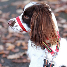 Load image into Gallery viewer, Canny Premium Taumur