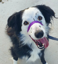 Load image into Gallery viewer, Premium: Við komum, mælum & kennum - ATH 100% endurgreiðsla ef þér líst ekki á Canny Collar