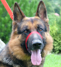 Load image into Gallery viewer, Premium: Við komum, mælum & kennum - ATH 100% endurgreiðsla ef þér líst ekki á Canny Collar