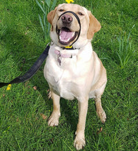 Load image into Gallery viewer, Canny Collar