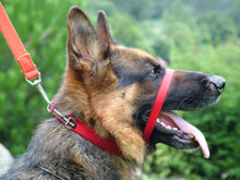 Load image into Gallery viewer, Premium: Við komum, mælum & kennum - ATH 100% endurgreiðsla ef þér líst ekki á Canny Collar