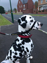 Load image into Gallery viewer, Premium: Við komum, mælum & kennum - ATH 100% endurgreiðsla ef þér líst ekki á Canny Collar