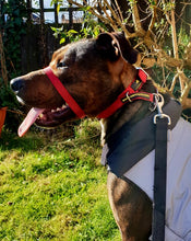 Load image into Gallery viewer, Canny Collar