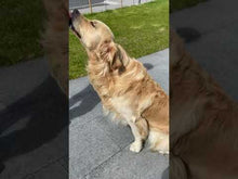 Load and play video in Gallery viewer, Canny Collar