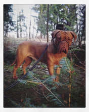Load image into Gallery viewer, Canny Collar
