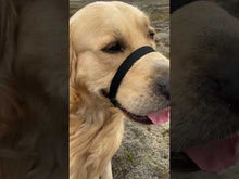 Load and play video in Gallery viewer, Canny Collar
