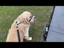 Load and play video in Gallery viewer, Canny Collar
